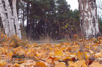 Есенни листа