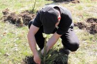 Залесяване в местността Гъбарника