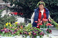 vela petrova cvetnica